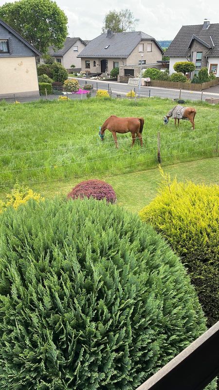 Uitzicht op het groen – Paarden grazen aan de overkant